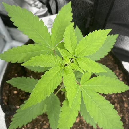 Tangerine Dream