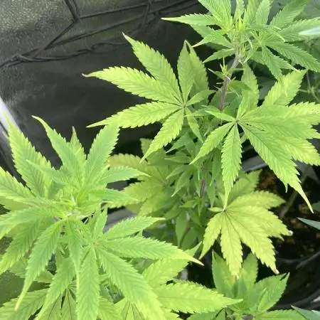Tangerine Dream