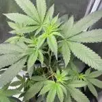 [24k Clones]