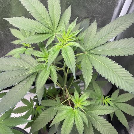 [24k Clones]