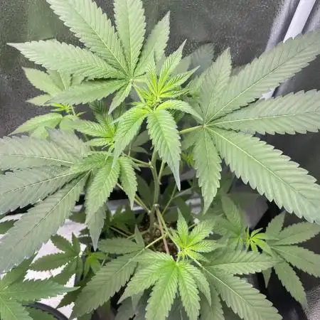 [24k Clones]