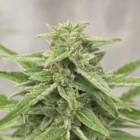 Hyperion F1