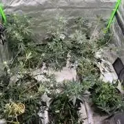 Auto Run