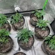 Auto Run