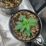 Auto Run
