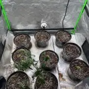 Auto Run