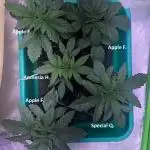 2025 Fall Grow