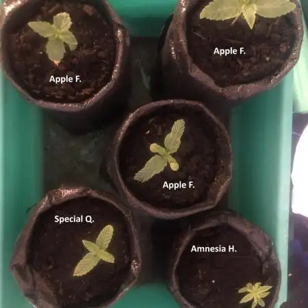 2025 Fall Grow