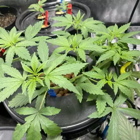 Sour Lemon Dropz - Irvine Seed Company