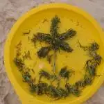 Turkish Mediterranean Wild Strain