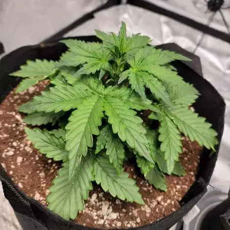 Red Pure CBD Auto