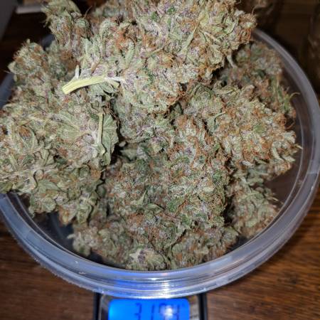 Black domina