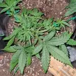 Seasoned grower but My first grow diary 