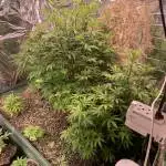 New Strains 