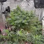 Super Fried Applez Breeding Lineup