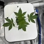 Cherry Crisp - Homegrown Genetics