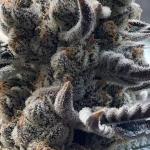 Super Fried Applez - Homegrown Genetics