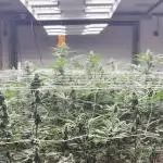 Super Fried Applez - Homegrown Genetics