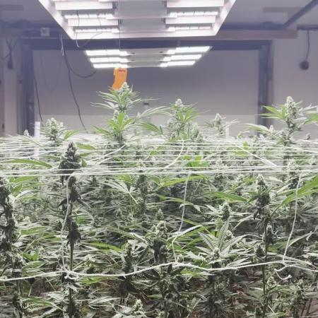 Super Fried Applez - Homegrown Genetics