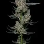 Super Fried Applez - Homegrown Genetics