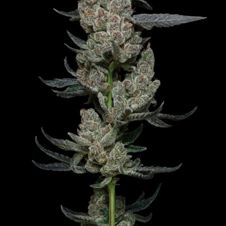 Super Fried Applez - Homegrown Genetics