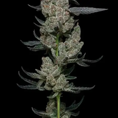 Super Fried Applez - Homegrown Genetics