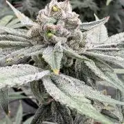Cherry Crisp - Homegrown Genetics