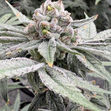 Cherry Crisp - Homegrown Genetics