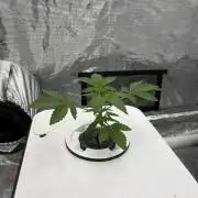 Cherry Crisp - Homegrown Genetics