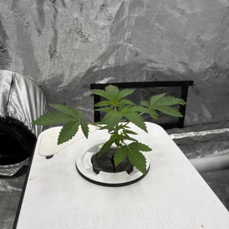 Cherry Crisp - Homegrown Genetics