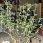 More Clearwater Genetics
