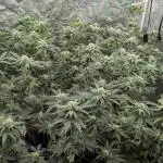 More Clearwater Genetics
