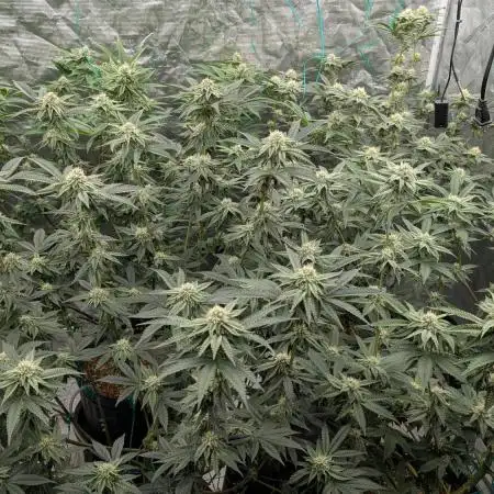 More Clearwater Genetics
