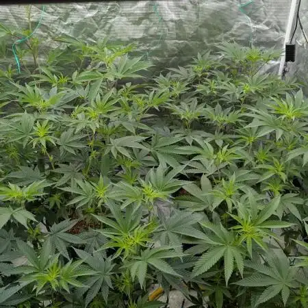 More Clearwater Genetics