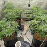 Ethos | Exotic Genetix