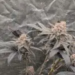 More Clearwater Genetics