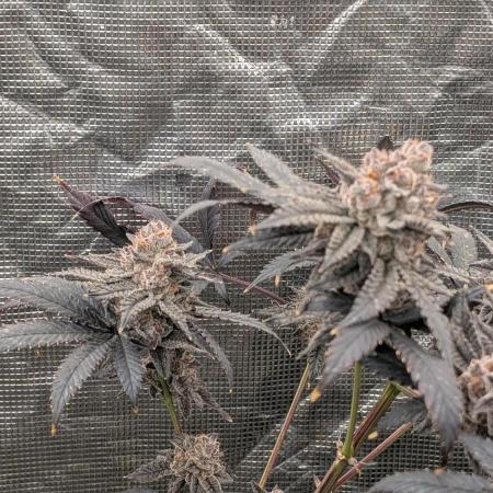 More Clearwater Genetics