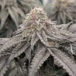 More Clearwater Genetics