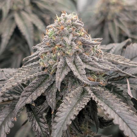 More Clearwater Genetics