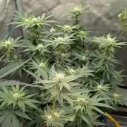 Ethos | Exotic Genetix