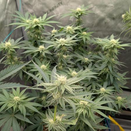 Ethos | Exotic Genetix