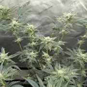 Ethos | Exotic Genetix