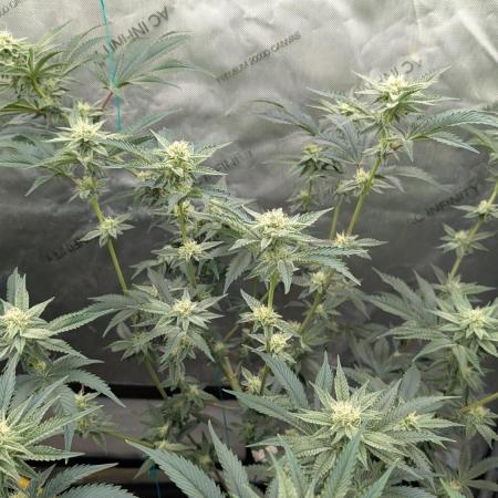 Ethos | Exotic Genetix