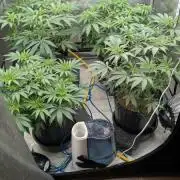 Ethos | Exotic Genetix