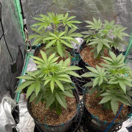 More Clearwater Genetics