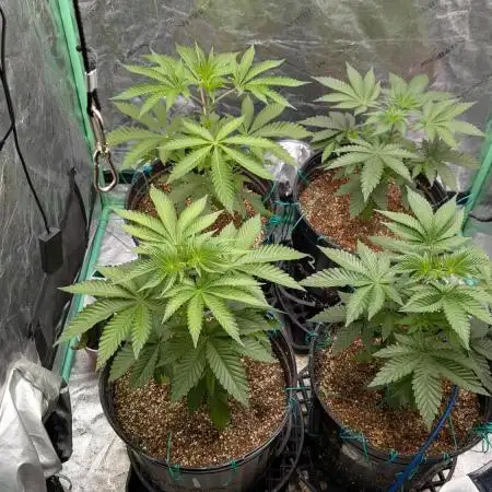 More Clearwater Genetics