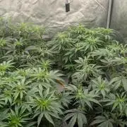 Ethos | Exotic Genetix