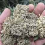 1: Stardawg & Runtz - 420fb