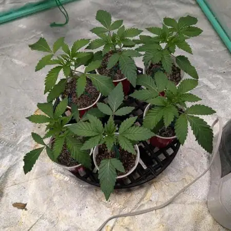 More Clearwater Genetics