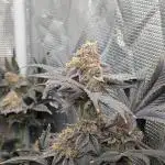 More Clearwater Genetics